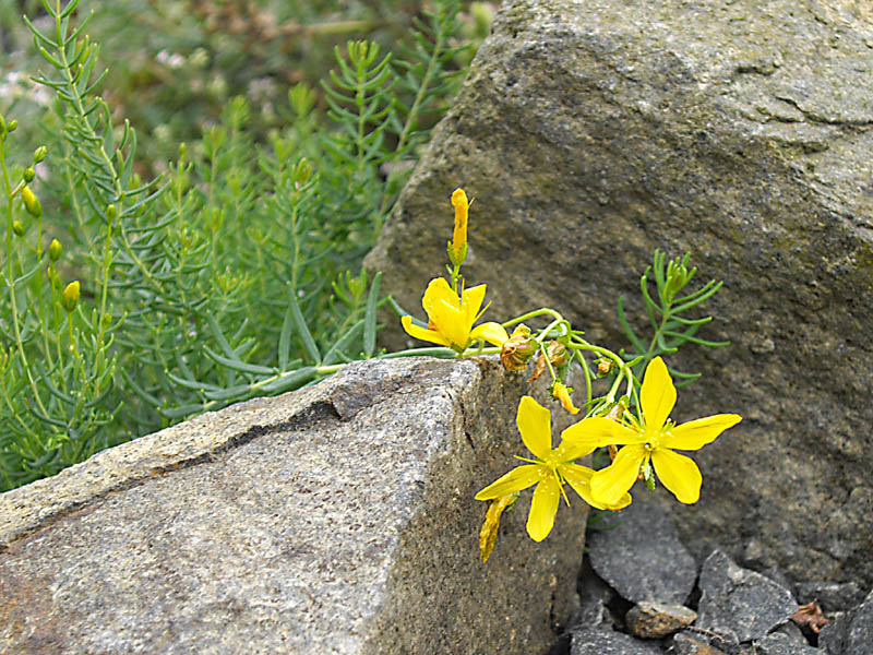 Hypericum coris photo